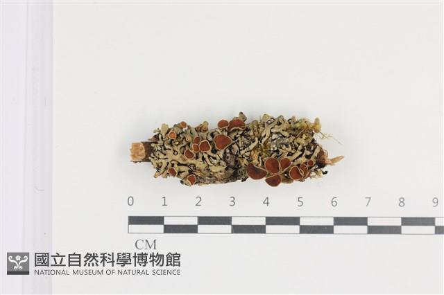 登錄號:L00001951藏品圖，第1張