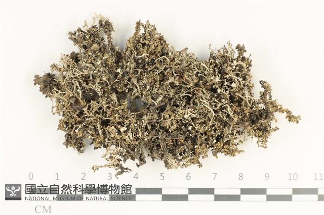 登錄號:L00000291藏品圖，第1張