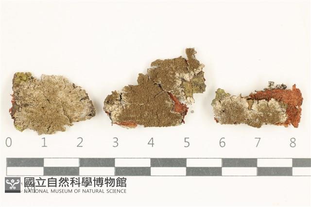 登錄號:L00005291藏品圖，第1張