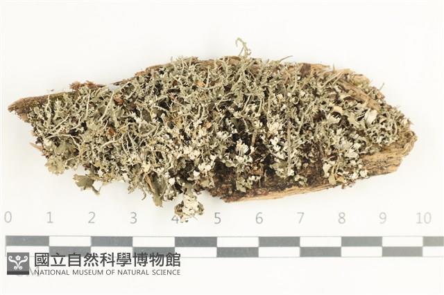 登錄號:L00002091藏品圖，第1張