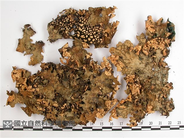 網脊兜衣藏品圖，第1張