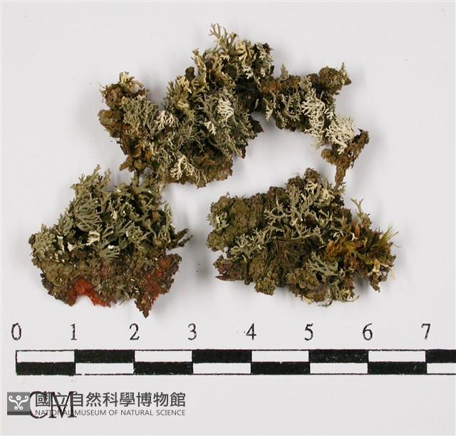 登錄號:L00000991藏品圖，第1張