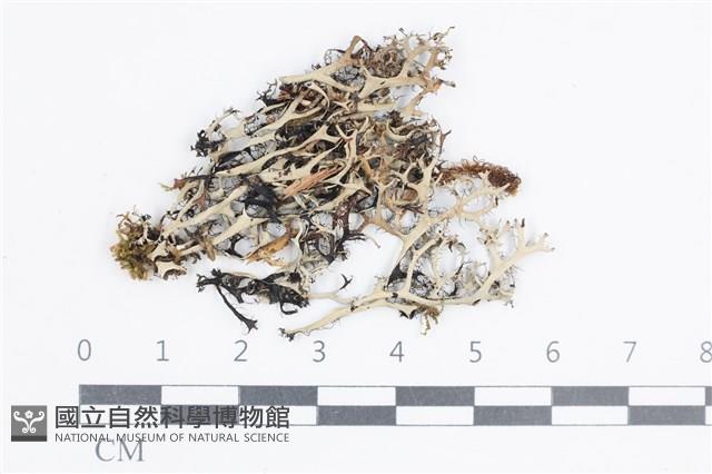 登錄號:L00003891藏品圖，第1張