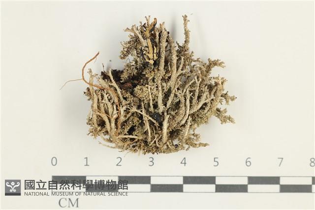 登錄號:L00001931藏品圖，第1張