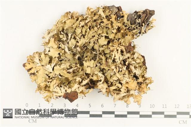 登錄號:L00002831藏品圖，第1張