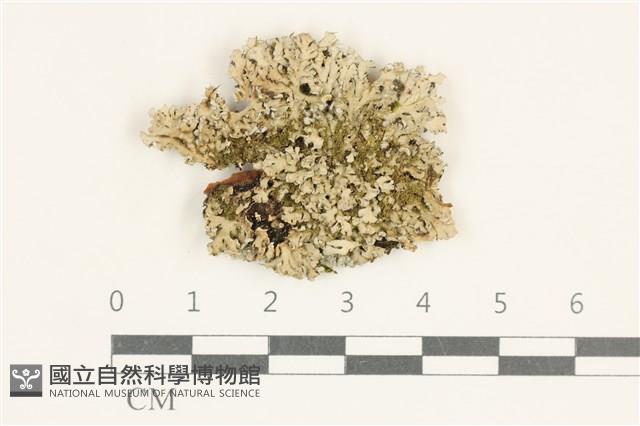 登錄號:L00005280藏品圖，第1張