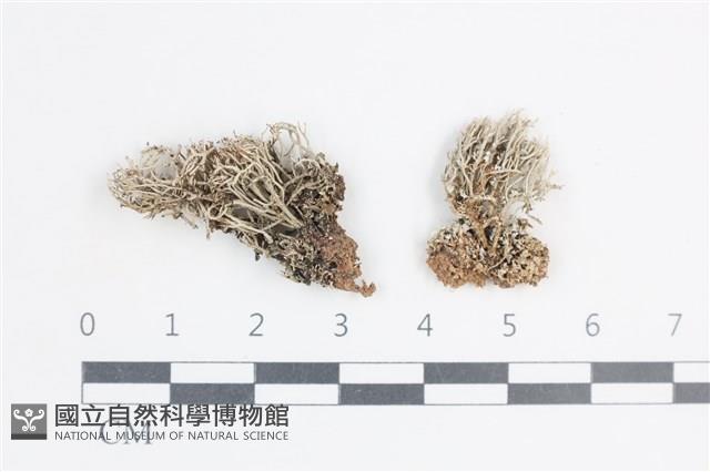 登錄號:L00005480藏品圖，第1張