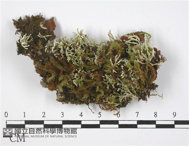 登錄號:L00002980藏品圖，第1張