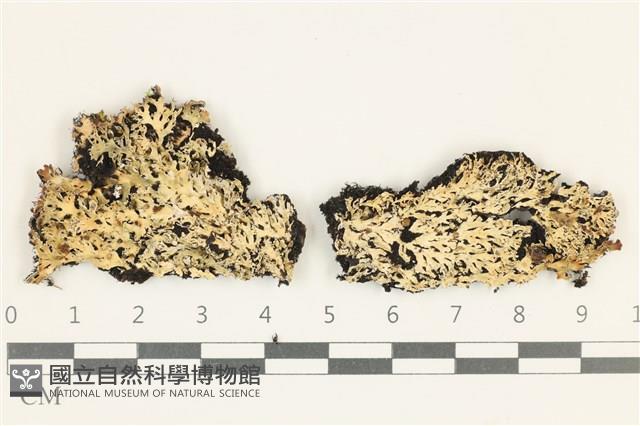 登錄號:L00004880藏品圖，第1張