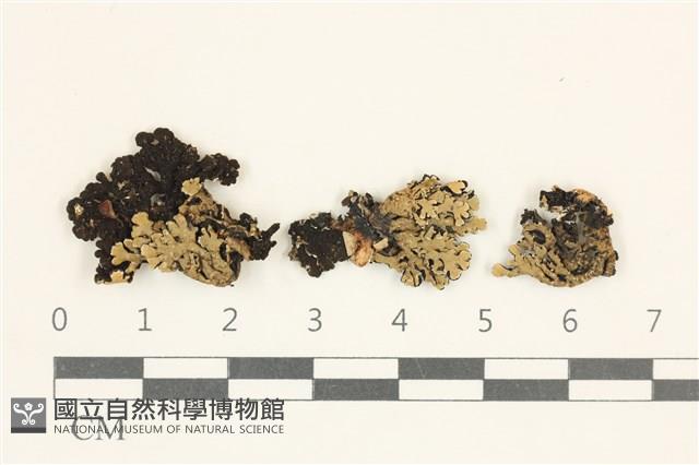 登錄號:L00002380藏品圖，第1張