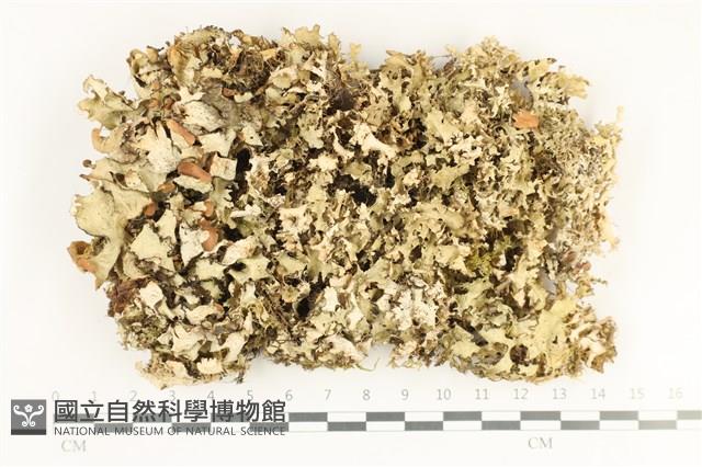 登錄號:L00004380藏品圖，第1張
