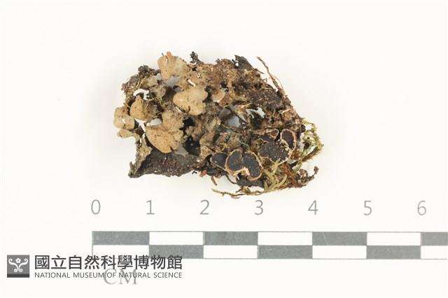 登錄號:L00002200藏品圖，第1張
