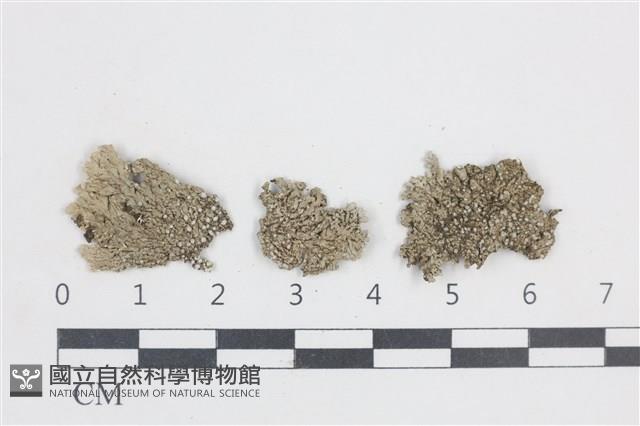 扁平黑囊基衣藏品圖，第1張