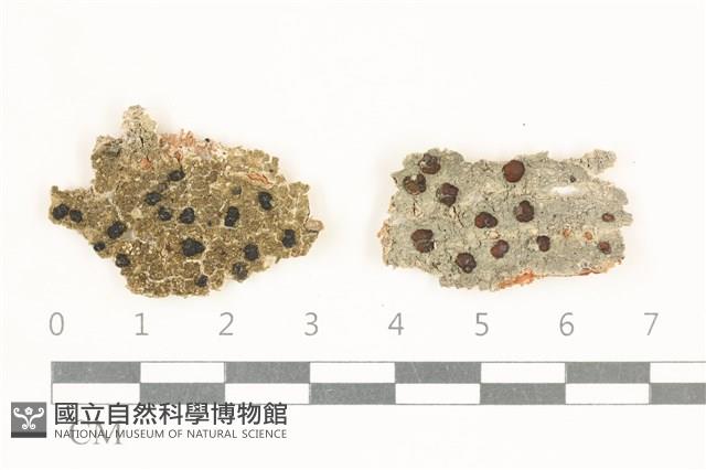 登錄號:L00002900藏品圖，第1張