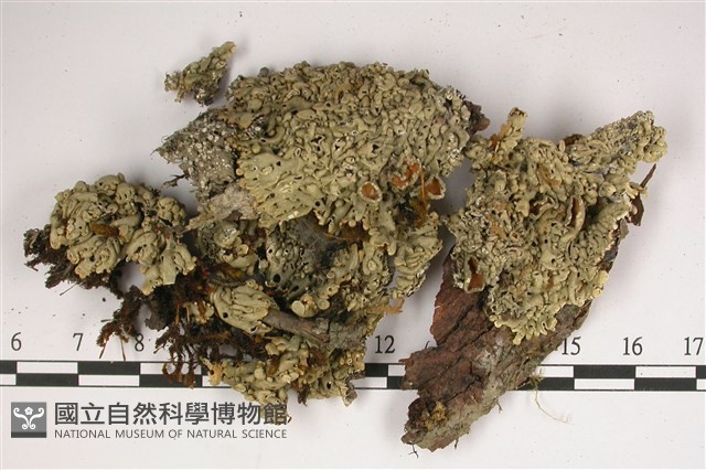 登錄號:L00001800藏品圖，第1張