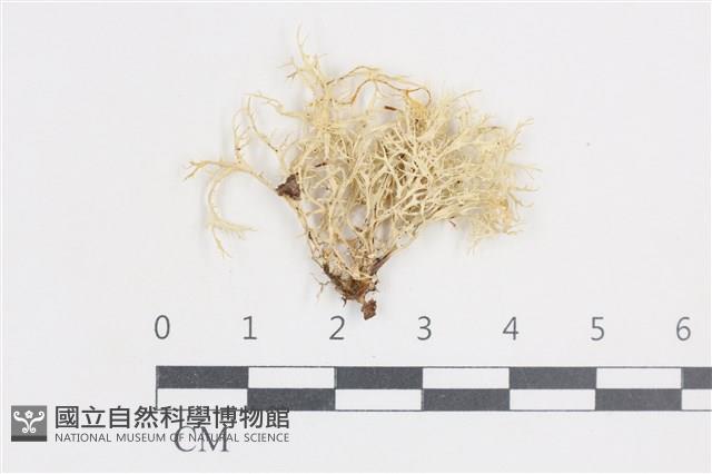 登錄號:L00003800藏品圖，第1張