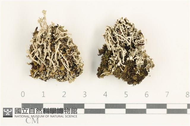 登錄號:L00000960藏品圖，第1張