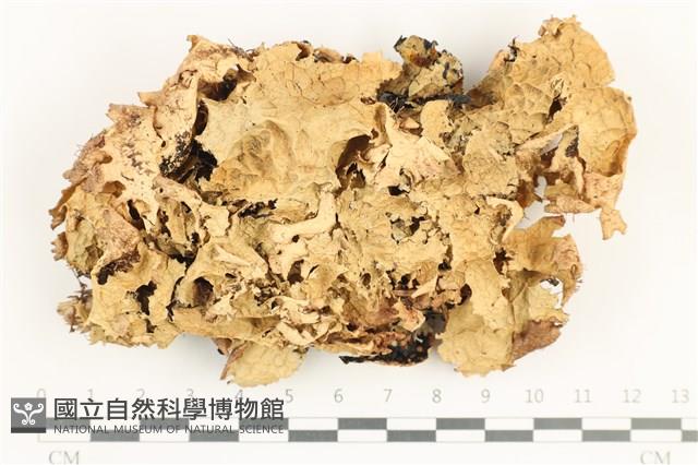 登錄號:L00001960藏品圖，第1張