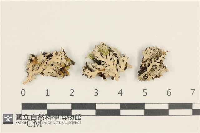 登錄號:L00004210藏品圖，第1張