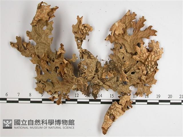 東方兜衣藏品圖，第1張