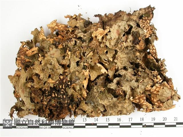 網脊兜衣藏品圖，第1張