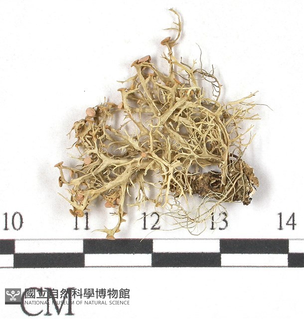 登錄號:L00001840藏品圖，第1張