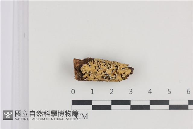 登錄號:L00005220藏品圖，第1張