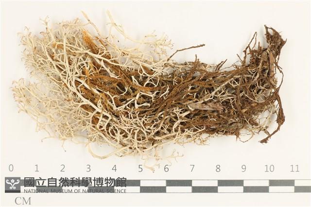 登錄號:L00000920藏品圖，第1張
