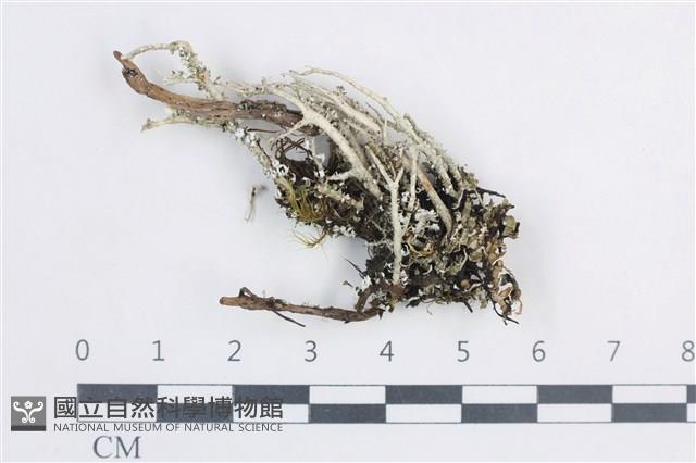 登錄號:L00003820藏品圖，第1張