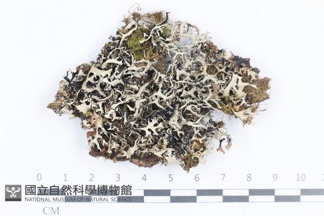 登錄號:L00004270藏品圖，第1張