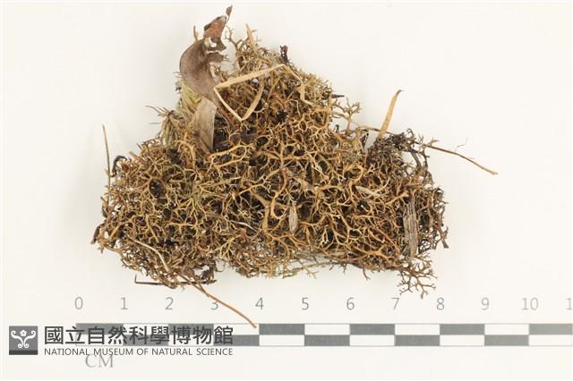 登錄號:L00001170藏品圖，第1張