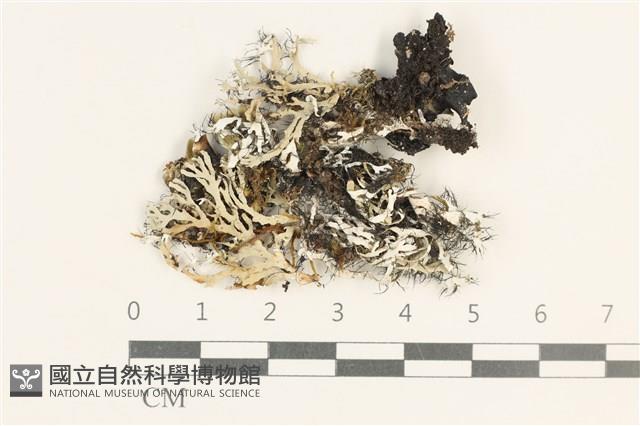 登錄號:L00004250藏品圖，第1張