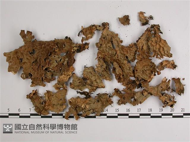 兜衣藏品圖，第1張