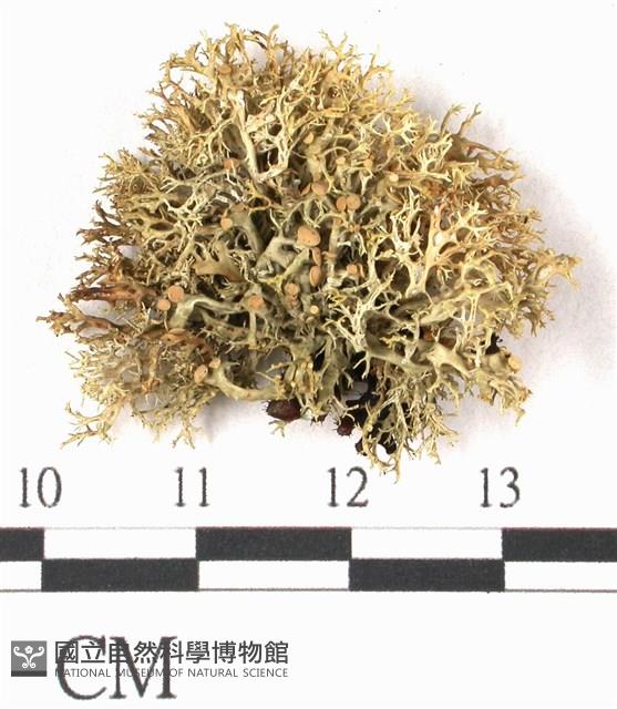 登錄號:L00001050藏品圖，第1張