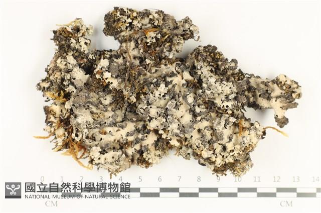 登錄號:L00002150藏品圖，第1張