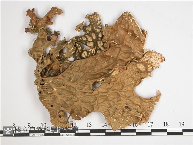 環磷酸兜衣藏品圖，第1張