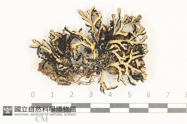 登錄號:L00003150藏品圖，第1張