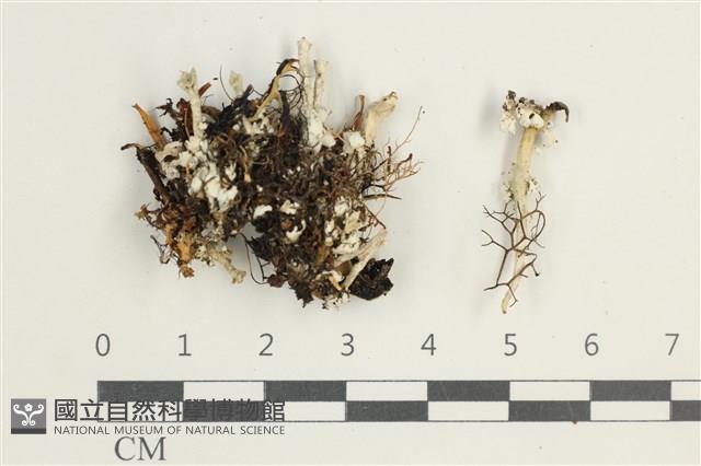 登錄號:L00001850藏品圖，第1張