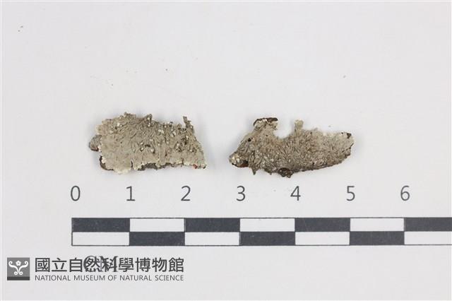扁平黑囊基衣藏品圖，第1張