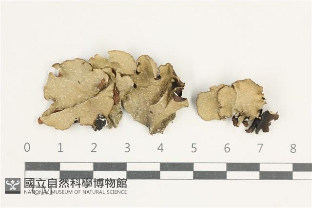 登錄號:L00002490藏品圖，第1張