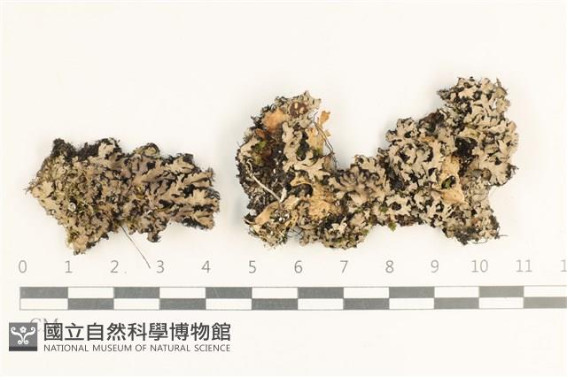 登錄號:L00003890藏品圖，第1張