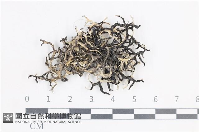 登錄號:L00004890藏品圖，第1張