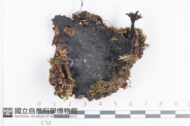 登錄號:L00002930藏品圖，第1張