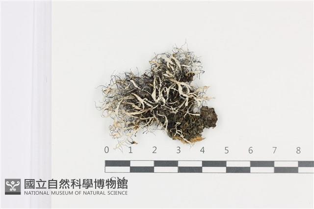登錄號:L00003903藏品圖，第1張