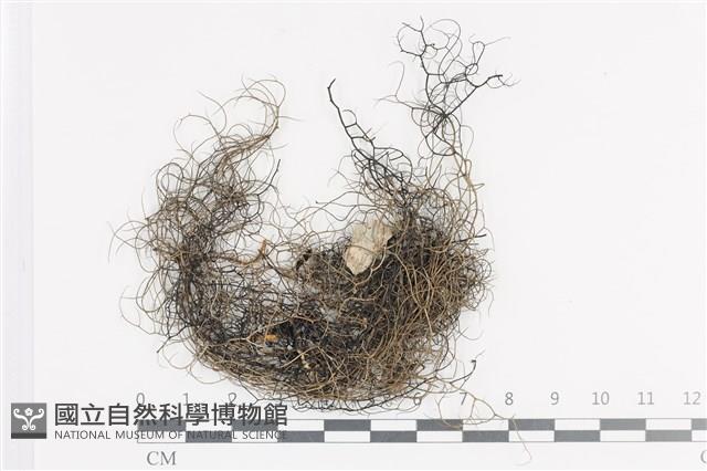 登錄號:L00004063藏品圖，第1張