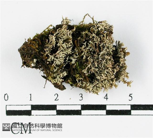 登錄號:L00000963藏品圖，第1張