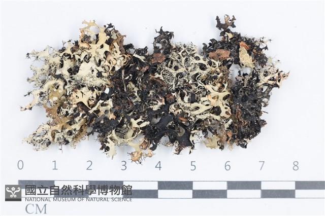 登錄號:L00004863藏品圖，第1張