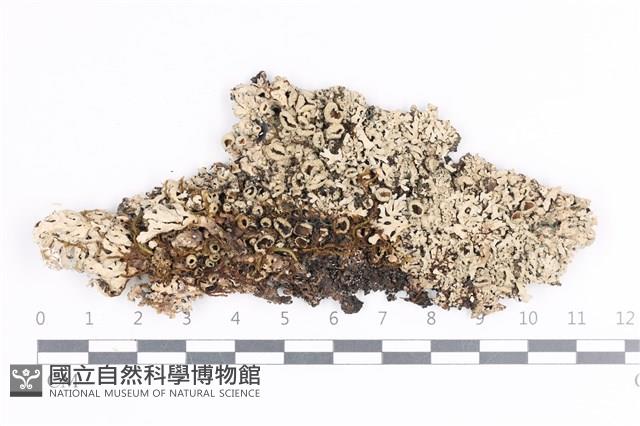 登錄號:L00002013藏品圖，第1張