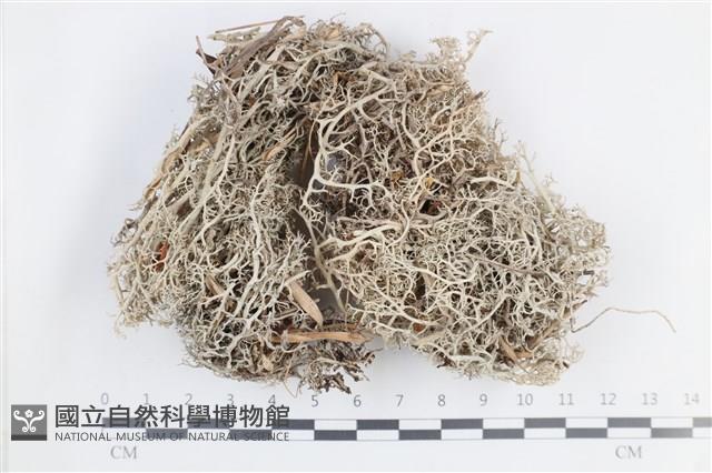 登錄號:L00004113藏品圖，第1張