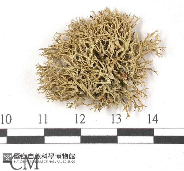登錄號:L00001913藏品圖，第1張
